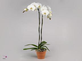 Phalaenopsis white 2tak Extra