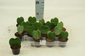 Hoya kerrii