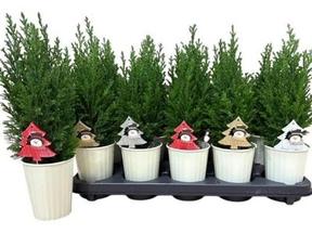 Chamaecyparis Ellwoodii + obal