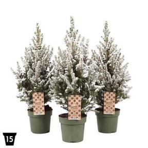 Picea glauca Conica sníh