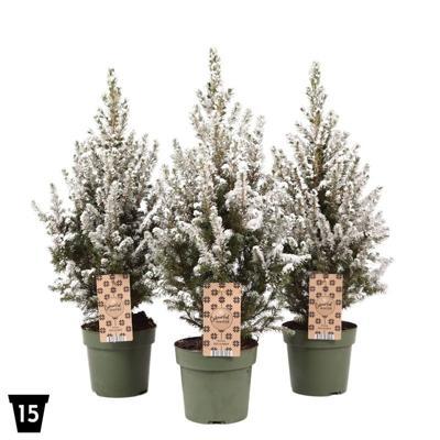 Picea glauca Conica sníh