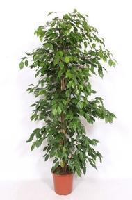 Ficus benj. Exotica