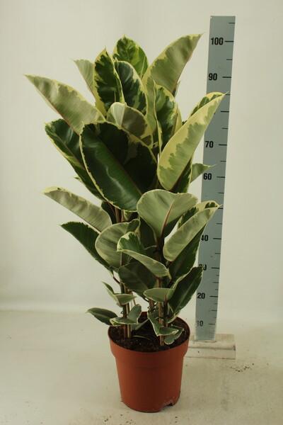 Ficus el. Tineke 3PP