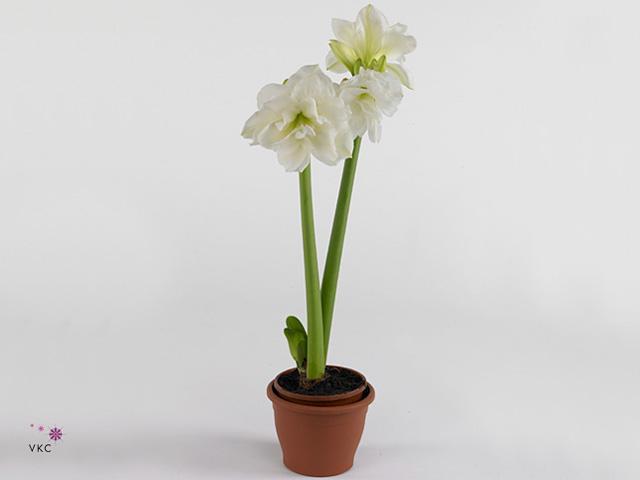 Hippeastrum white 2tak