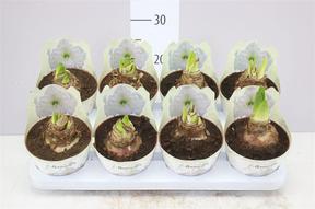 Hippeastrum white 2tak