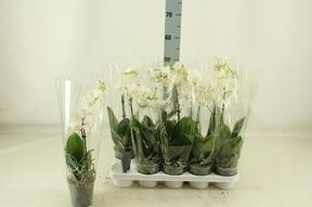 Phalaenopsis multiflora white 1tak