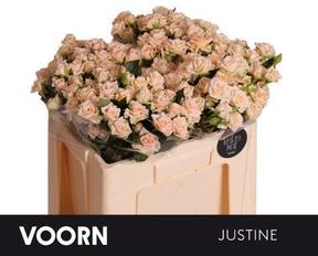 Rosa tr justine