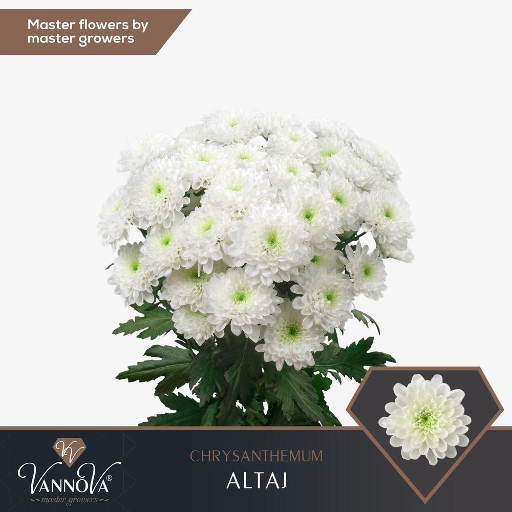 Chrys tr altaj