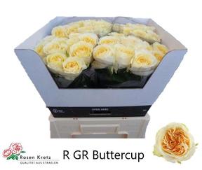 Rosa gr buttercup