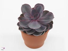 Echeveria mix