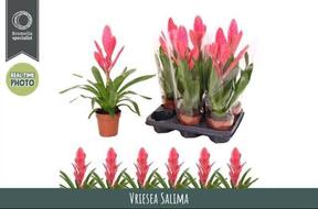 Vriesea pink