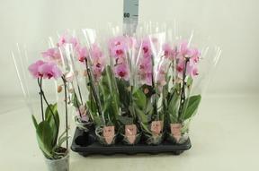 Phalaenopsis Cascade pink 1tak