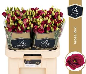 Eustoma du arosa red