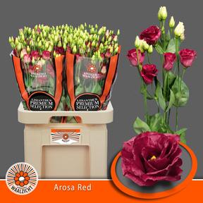 Eustoma du arosa red