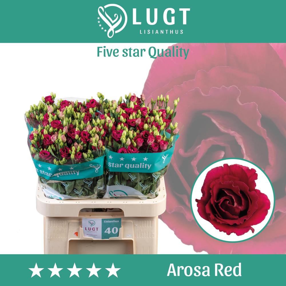 Eustoma du arosa red