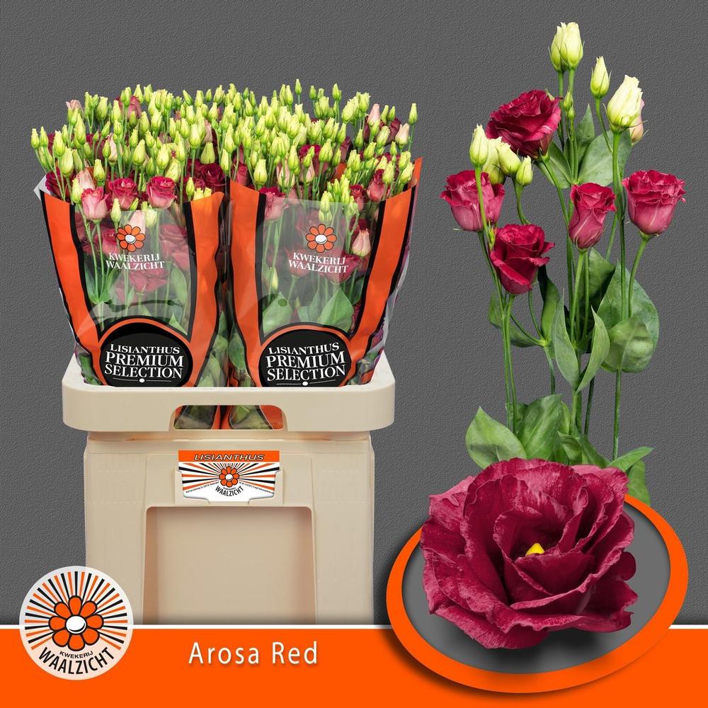 Eustoma du arosa red