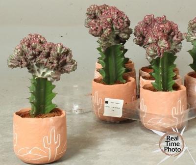 Euphorbia lactea Cristata keramika