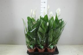 Spathiphyllum Verdi 2+