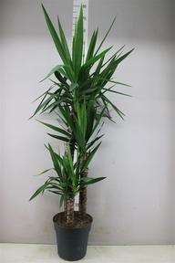 Yucca 90-60-30
