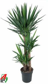 Yucca 90-60-30