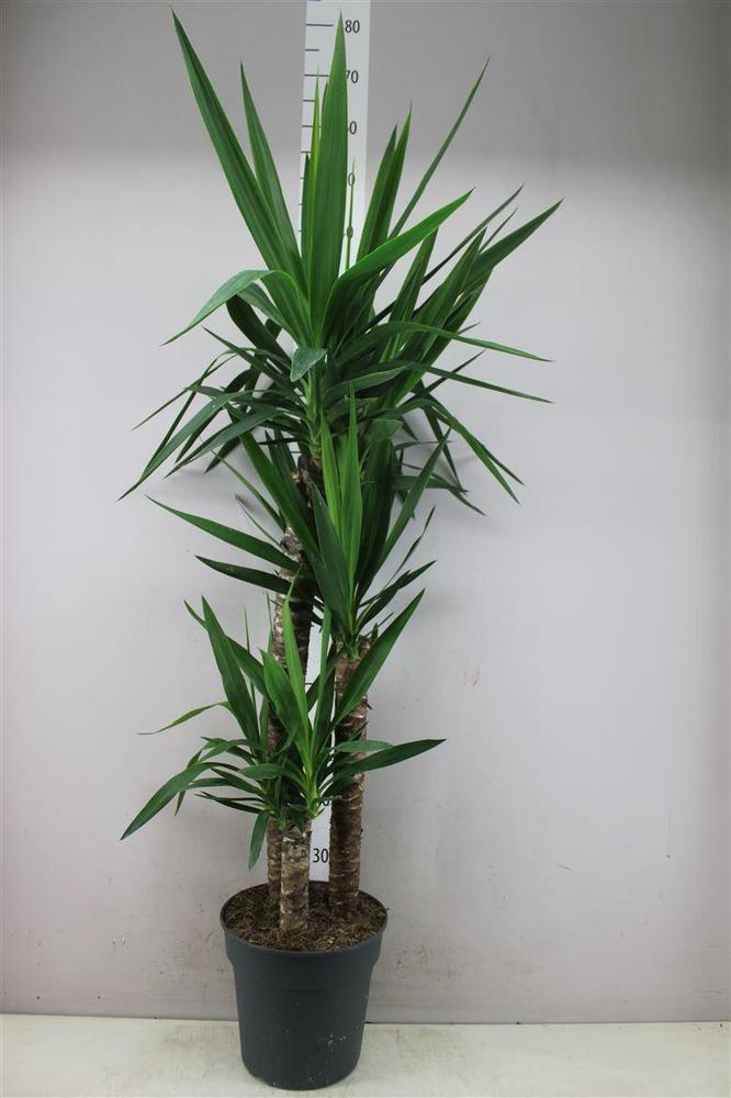 Yucca 90-60-30