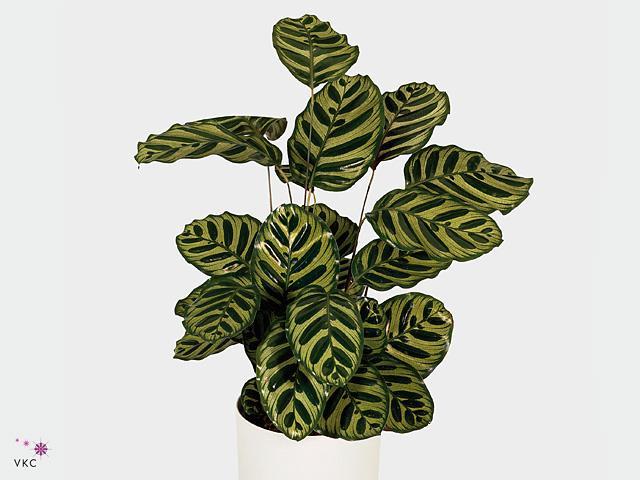 Calathea makoyana