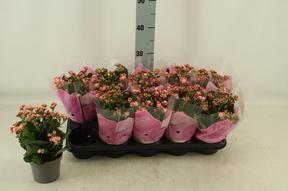 Kalanchoe Rosalina pink