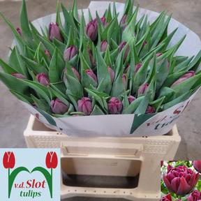 Tulp du alison bradley