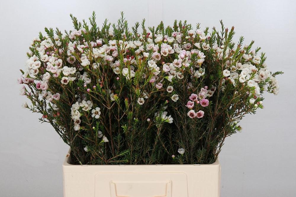 Chamelaucium moonlight delight