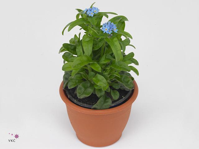 Myosotis sylvatica