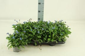Myosotis sylvatica