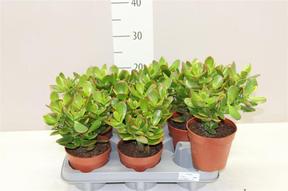 Crassula ovata