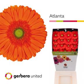 Gerbera diamond atlanta