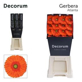 Gerbera diamond atlanta