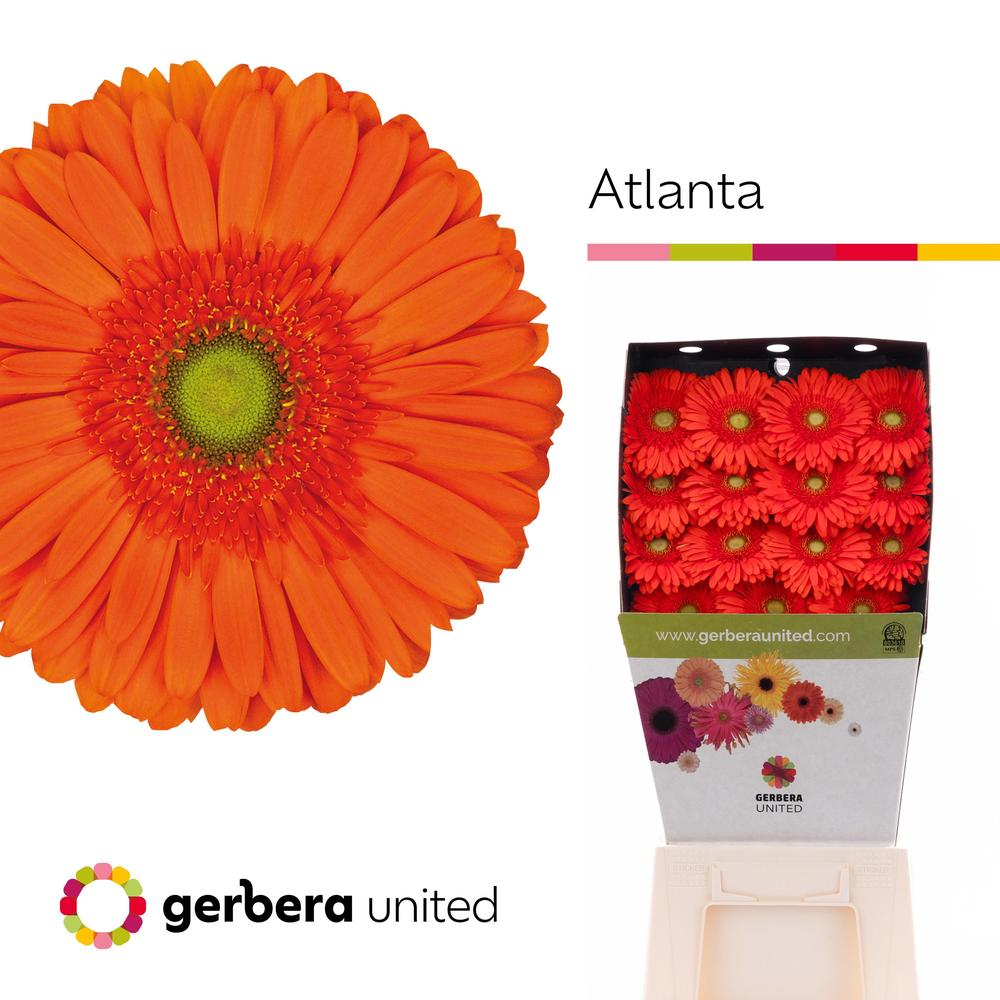 Gerbera diamond atlanta