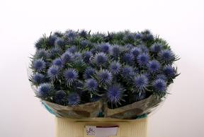 Eryngium magnetar questar