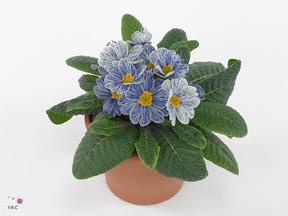 Primula Nautilus blue