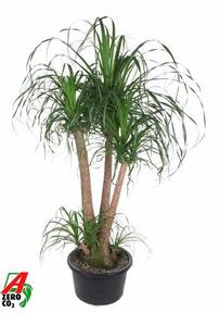 Beaucarnea vertakt