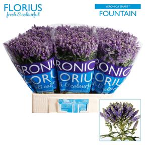 Veronica tr smart fountain