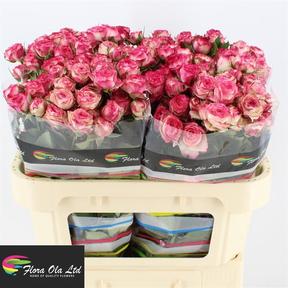Rosa tr eyeopener