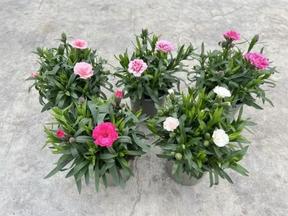 Dianthus mix NL