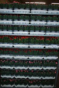 Dianthus mix NL