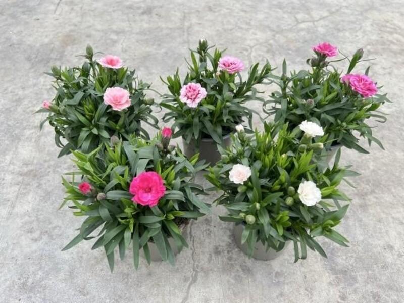 Dianthus mix NL