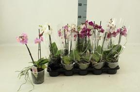 Phalaenopsis multiflora mix 2tak