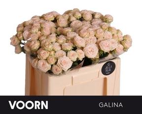 Rosa tr galina