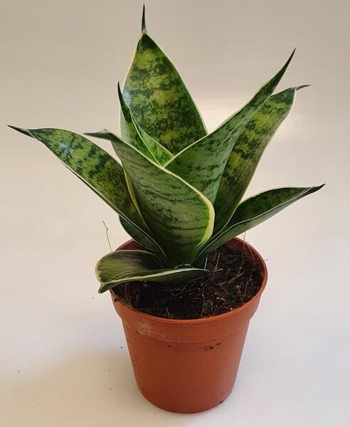 Sansevieria Hahnii mix