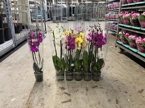Phalaenopsis mix 2tak 16+