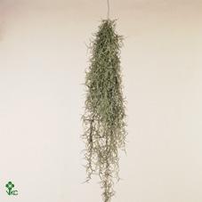 Tillandsia usneoides 50cm