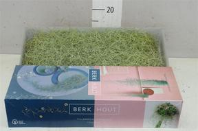 Tillandsia usneoides 50cm