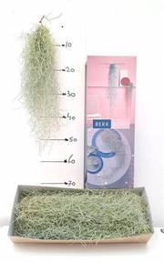Tillandsia usneoides 50cm